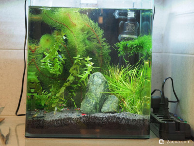 нужен совет по воде в аквариуме с креветками - фото #157609