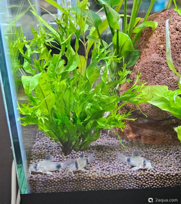 Рабочий аквариум 20 литров - фото #157624