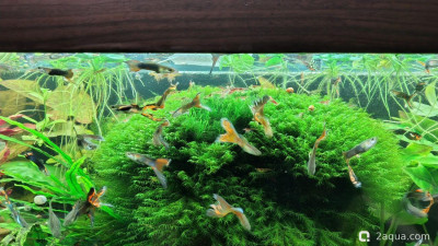 Объединяем два в один, аквариум на 150 литров (Serg34) - фото #157634