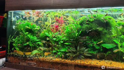 Объединяем два в один, аквариум на 150 литров (Serg34) - фото #157635