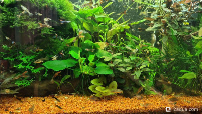 Объединяем два в один, аквариум на 150 литров (Serg34) - фото #157636