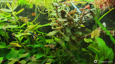 Объединяем два в один, аквариум на 150 литров (Serg34) - фото #157637