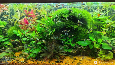 Объединяем два в один, аквариум на 150 литров (Serg34) - фото #157638