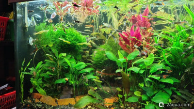 Объединяем два в один, аквариум на 150 литров (Serg34) - фото #157639