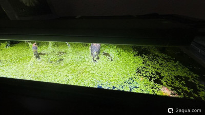 Подводный Романтик. Мой аквариум Fluval Roma 120 литров (Zlatka) - фото #157641