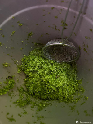 Подводный Романтик. Мой аквариум Fluval Roma 120 литров (Zlatka) - фото #157642