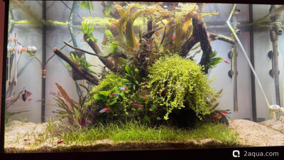 Подводный Романтик. Мой аквариум Fluval Roma 120 литров (Zlatka) - фото #157643