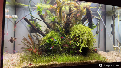 Подводный Романтик. Мой аквариум Fluval Roma 120 литров (Zlatka) - фото #157644