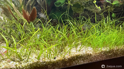 Подводный Романтик. Мой аквариум Fluval Roma 120 литров (Zlatka) - фото #157645