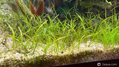 Подводный Романтик. Мой аквариум Fluval Roma 120 литров (Zlatka) - фото #157646