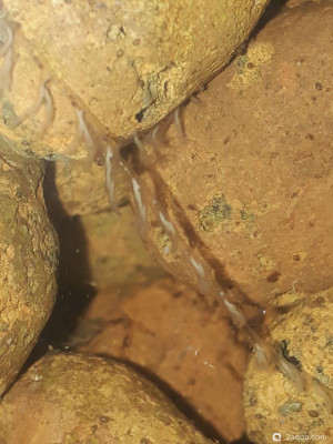 Опознание: неопознанные обитатели в аквариуме или НЛО в аквариуме - фото #157663