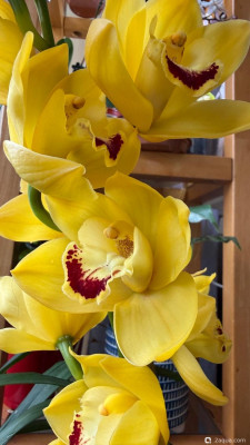 Фото Фотографии наших комнатных растений (photo#157670)