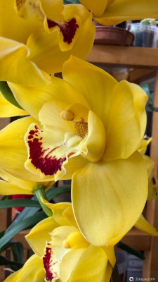 Фото Фотографии наших комнатных растений (photo#157671)