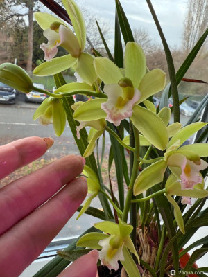 Фото Фотографии наших комнатных растений (photo#157673)