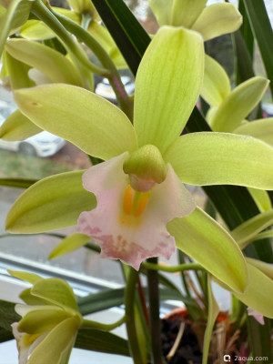 Фото Фотографии наших комнатных растений (photo#157674)