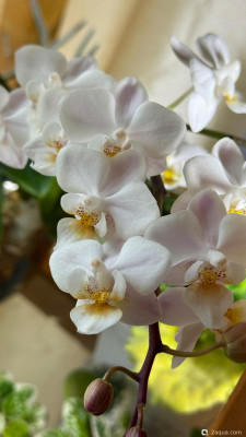 Фото Фотографии наших комнатных растений (photo#157675)