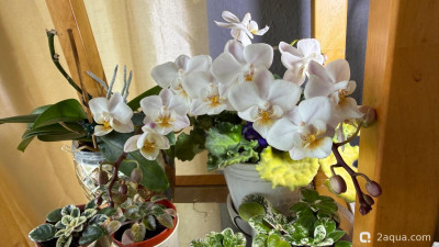 Фото Фотографии наших комнатных растений (photo#157676)