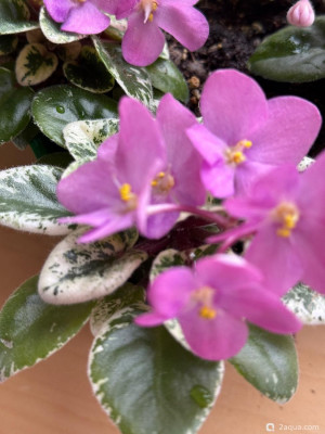 Фото Фотографии наших комнатных растений (photo#157677)