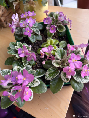 Фото Фотографии наших комнатных растений (photo#157679)