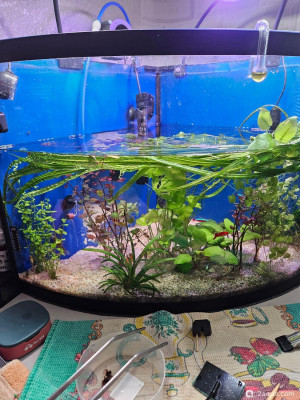 Фото Угловой аквариум 50 литров andrey_che  (photo#157680)