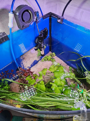 Фото Угловой аквариум 50 литров andrey_che  (photo#157681)