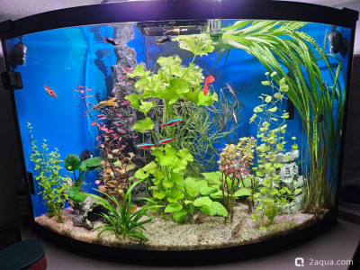 Фото Угловой аквариум 50 литров andrey_che  (photo#157683)