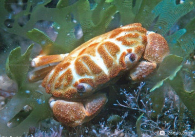 Фото Красивая лиомера или Прекрасный круглый краб Liomera bella  (photo#157684)