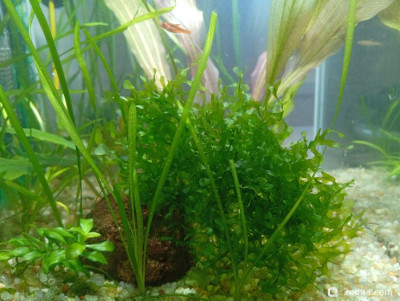 Фото Кубик для кухни 15 литров Ленчик  (photo#157688)