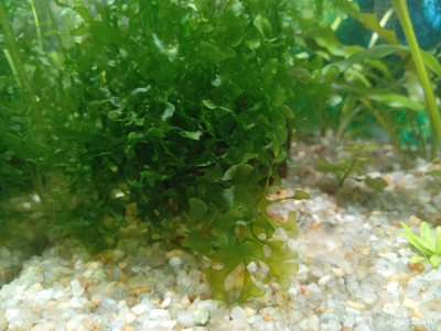 Фото Кубик для кухни 15 литров Ленчик  (photo#157690)