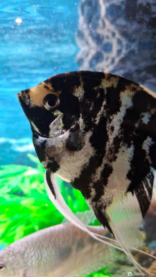 Болеют скалярии - фото #157694