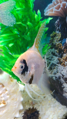 Болеют скалярии - фото #157695