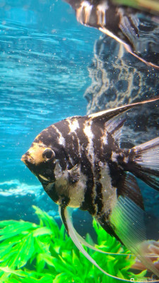 Болеют скалярии - фото #157696