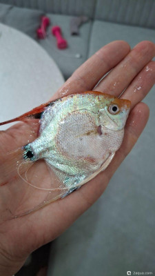 Болеют скалярии - фото #157697