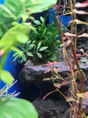 Фото Угловой аквариум 50 литров andrey_che  (photo#157698)