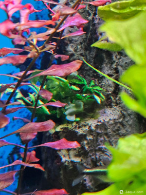 Фото Угловой аквариум 50 литров andrey_che  (photo#157699)