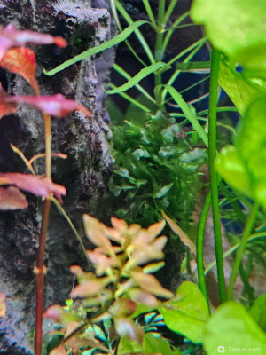 Фото Угловой аквариум 50 литров andrey_che  (photo#157700)