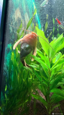 Фото 110 литров счастья, или новая банка трапеция lera.f  (photo#157701)