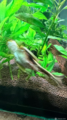 Фото 110 литров счастья, или новая банка трапеция lera.f  (photo#157702)