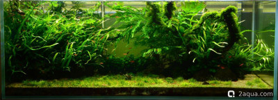 Фото Мой аквариум изменения дизайна (photo#157703)