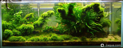 Фото Мой аквариум изменения дизайна (photo#157704)