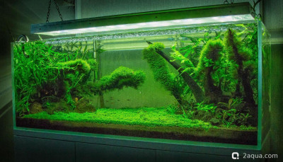 Фото Мой аквариум изменения дизайна (photo#157705)