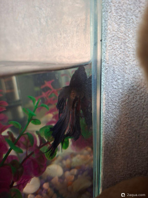 помогите спасти рыбку петушка! кажется, водянка. - фото #157709