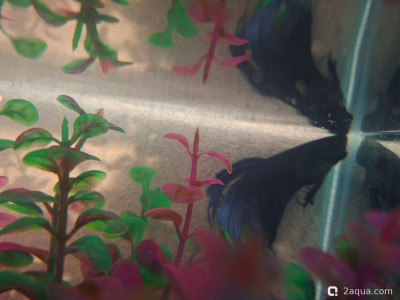 помогите спасти рыбку петушка! кажется, водянка. - фото #157710