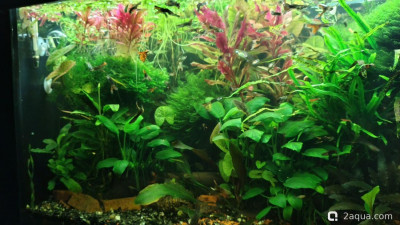 Фото Объединяем два в один, аквариум на 150 литров Serg34  (photo#157711)