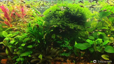 Фото Объединяем два в один, аквариум на 150 литров Serg34  (photo#157713)