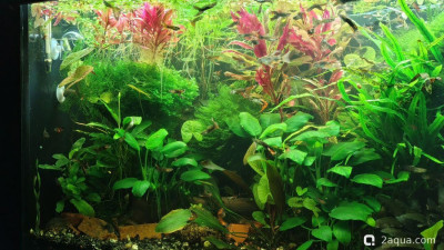 Фото Объединяем два в один, аквариум на 150 литров Serg34  (photo#157714)