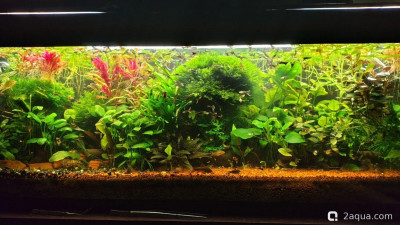 Фото Объединяем два в один, аквариум на 150 литров Serg34  (photo#157715)