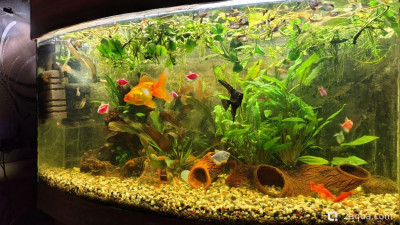 Фото Объединяем два в один, аквариум на 150 литров Serg34  (photo#157716)