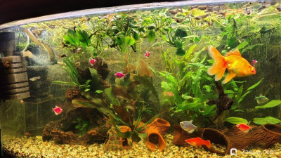 Фото Объединяем два в один, аквариум на 150 литров Serg34  (photo#157717)