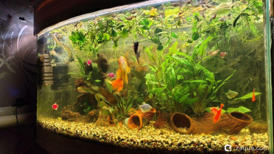 Фото Объединяем два в один, аквариум на 150 литров Serg34  (photo#157718)